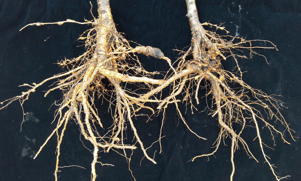 Nematoides na Beterraba